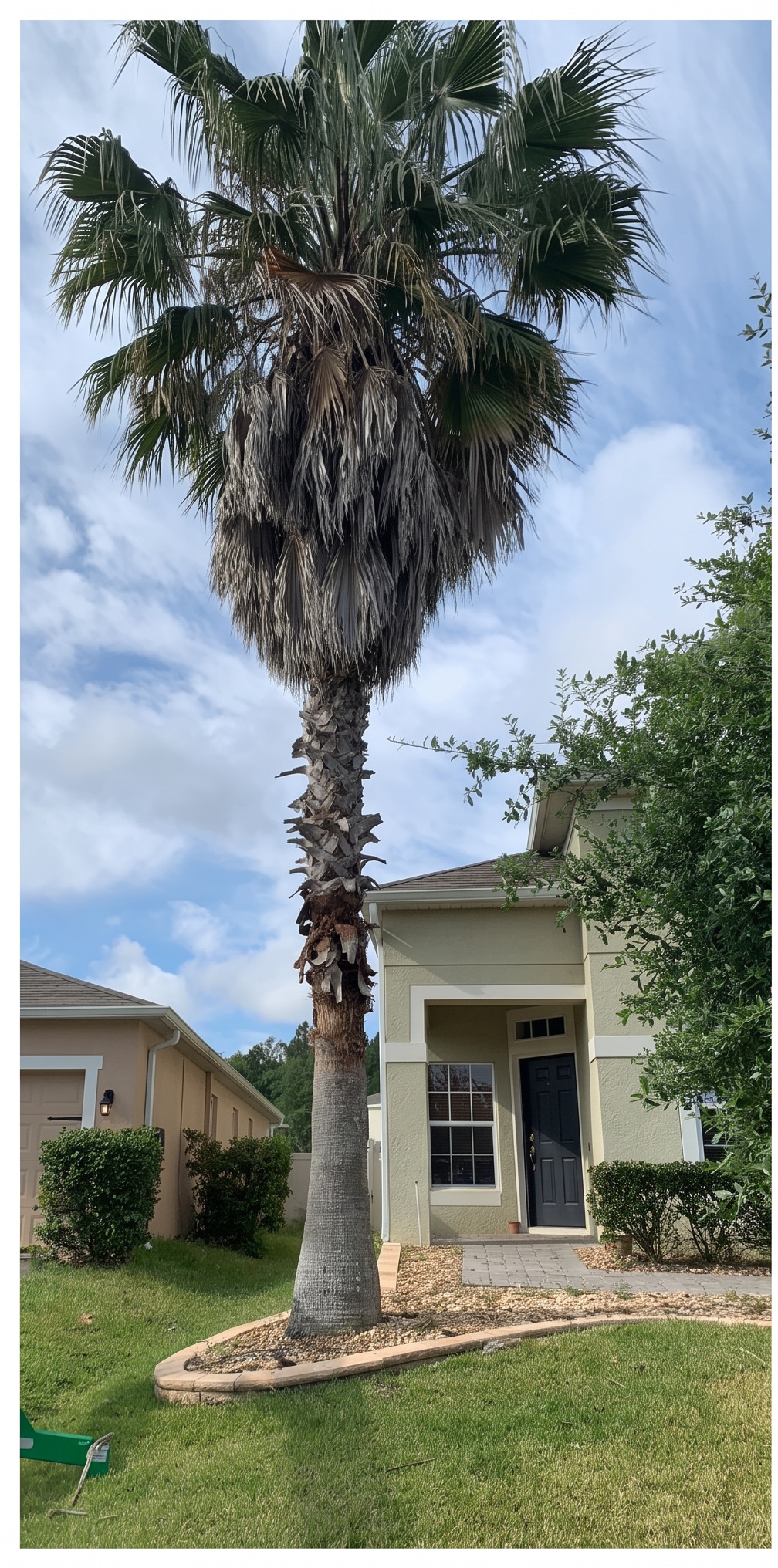 Tree Trimming & Tree Removal project before service